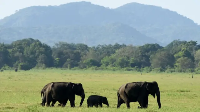 Elefantes en Sri Lanka