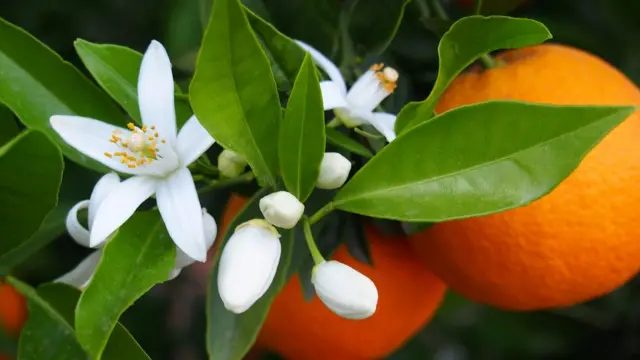 Flor da laranjeira, um flor com cinco pétalas brancas finas e pistilos amarelos no centro