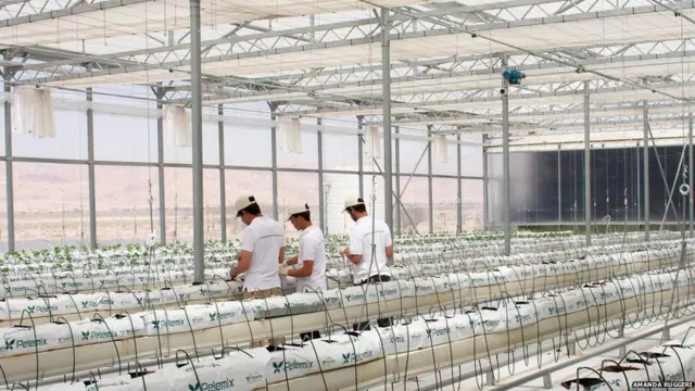 रेगिस्तान में खेती