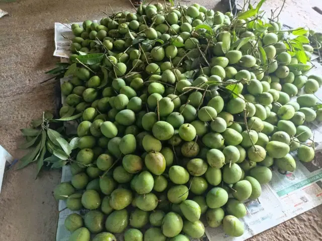 আম রপ্তানির ব্যাপক সম্ভাবনা রয়েছে