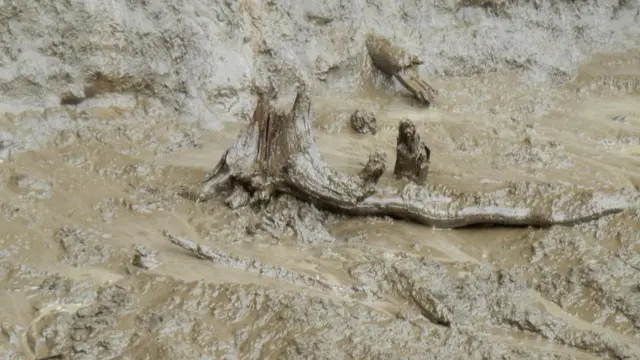 В вечной мерзлоте сохранились остатки древних лесов