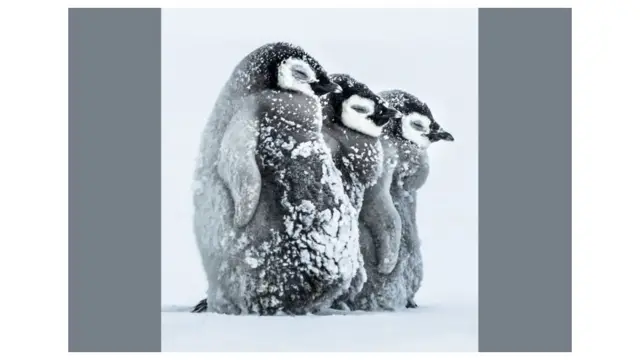 penguin di antartika