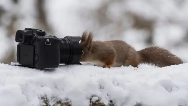 கேமராவுக்குள் முகம் புதைக்கும் செந்நிற அணில்