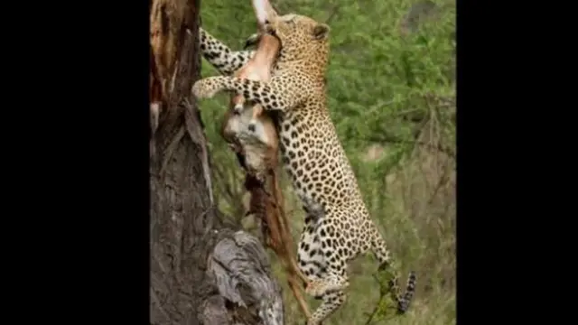 James Tyrrell, Panthera