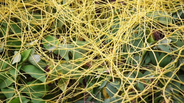 'Cuscuta europaea'