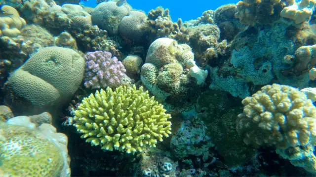 Coral no Mar Vemelho