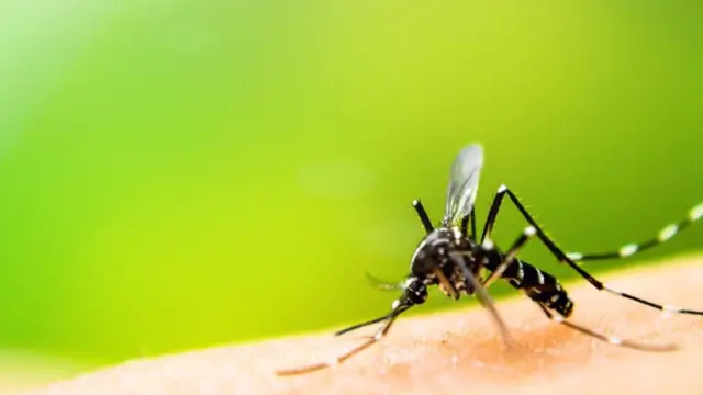 کیڑوں میں الکوحل کو برداشت کرنے کی استعداد ہوتی ہے