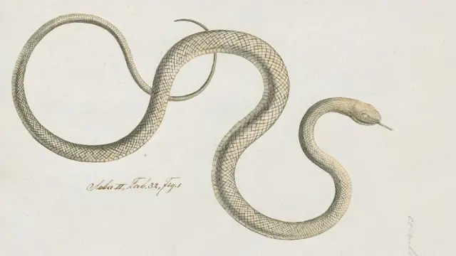 কালকেউটে