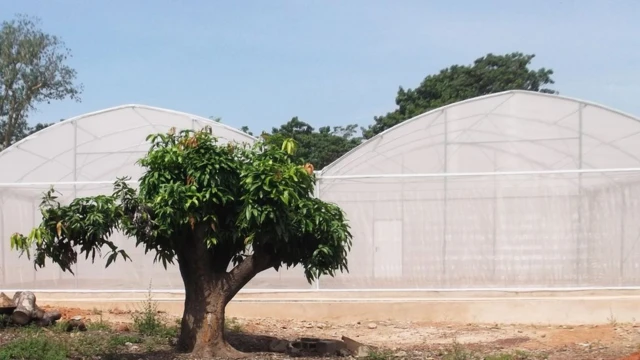 రెండు పొరల దోమతెరలను ఏర్పాటు చేసి, ఆ ప్రాంతంలో వాస్తవ పరిస్థితులను ఏర్పాటు చేసి, పరిశోధనలు చేశారు.