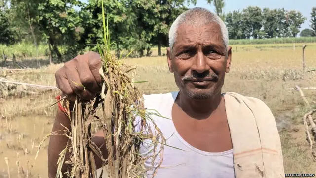 मुस्कापुर में अपना जम गया धान दिखाते बालकराम