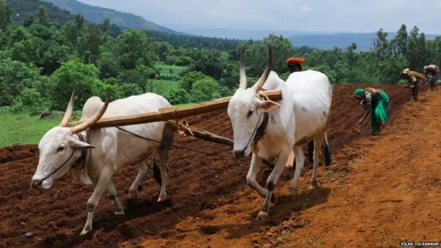 प्रातिनिधिक फोटो