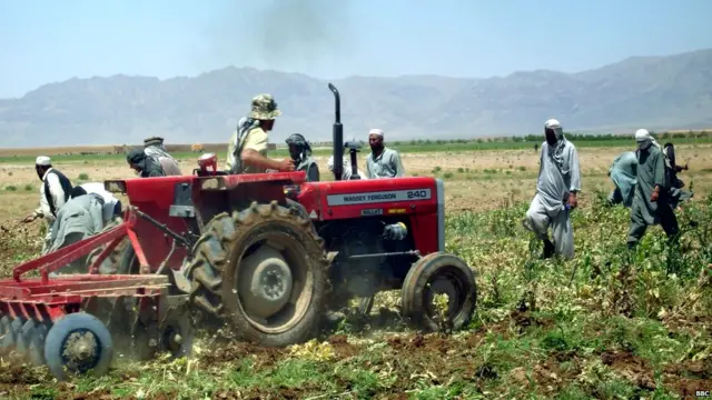 ਅਫ਼ੀਮ ਦੀ ਖੇਤੀ