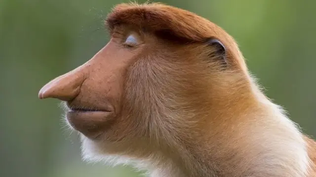 صورة جانبية (بروفيل) لقرد الململة