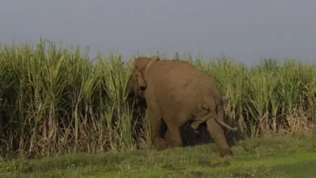 சின்னத்தம்பி யானை