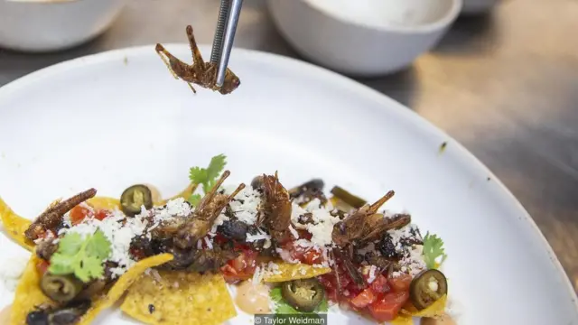 कीड़ों का कारोबार