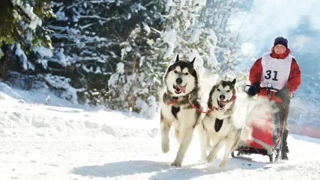 anjing huskies