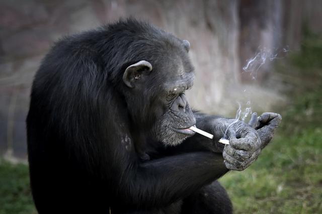 Sigara içen şempanze Azalea