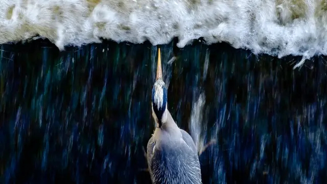 Heron Fishing