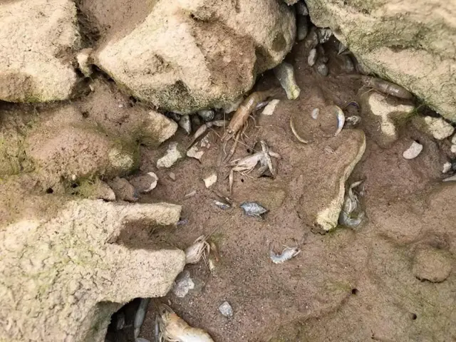 แม่น้ำโขง