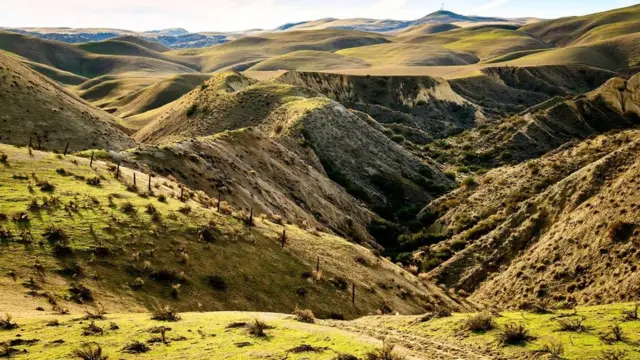 (圖片來源: Zack Frank)