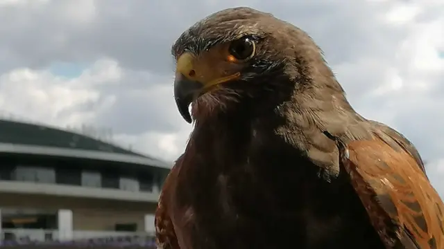 Vežba mnogo - suštinski je divlja ptica, pa što je aktivniji to bolje - i jede malo, ali često