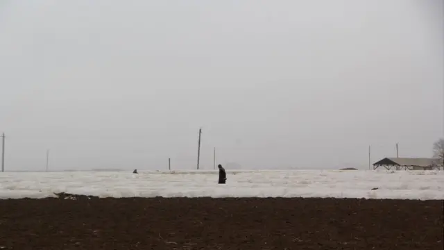 fermerlər, Tovuz, kök sahəsi