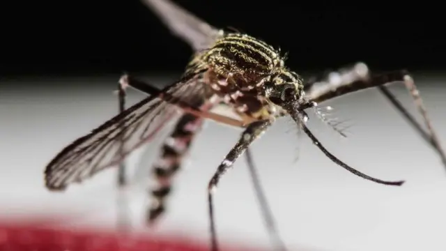 डेङ्गी सार्ने लाम्खुट्टे