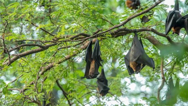 科學家說，雖然蝙蝠帶有很多病毒,但也因為吃昆蟲，能幫助人類控制疾病，因此消滅蝙蝠不是好的解決辦法。