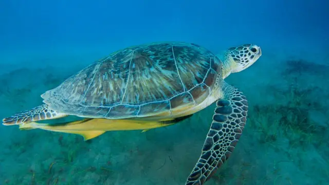 Tortuga verde (Chelonia mydas).