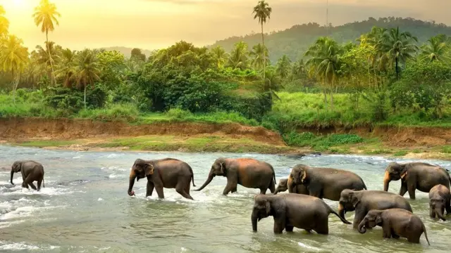 தமிழகத்தில் 10 ஆண்டுகளில் 1,000 காட்டுயானைகள் உயிரிழப்பு