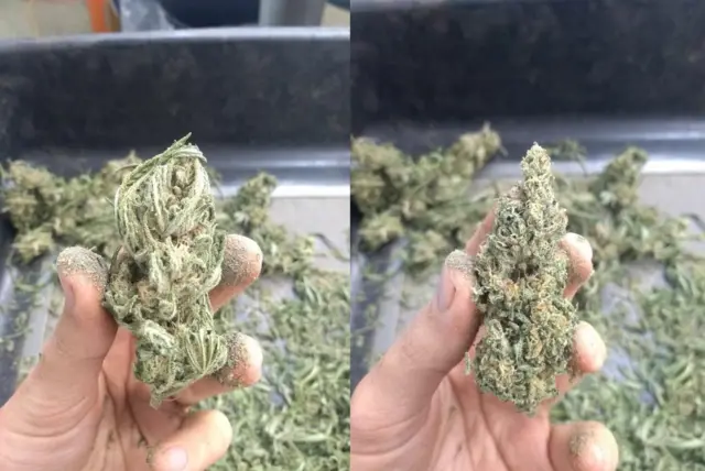 Antes e depois do processowww esportesdasorte net petrimar a maconha