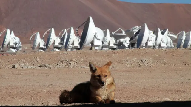 Zorro frente a antenas.