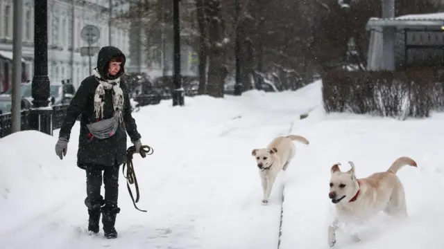 Прогулка с собаками на одной из улиц города