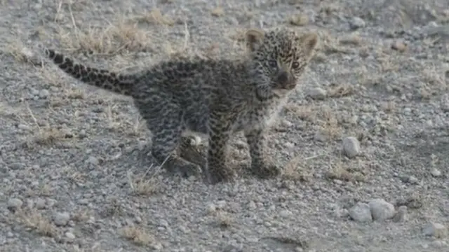 तेंदुए के बच्चे को पाल रही है ये शेरनी