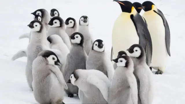 குஞ்சுகளுடன் இருக்கும் எம்பெரர் பென்குயின்கள்