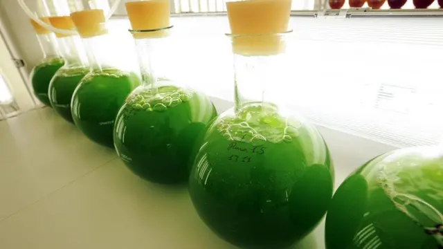 अल्जी से भी तेल निकाला जा सकता है, लेकिन इसकी पाम ऑयल से प्रतिस्पर्धा कराना मुश्किल है