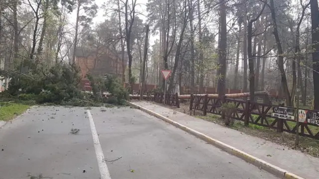 дерево на дорозі