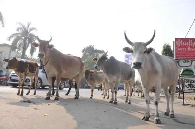 تعد الأبقار مقدسة عند أغلب الهندوسيين