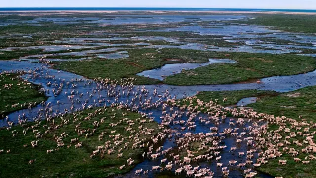 Миграция северных оленей (Rangifer tarandus)