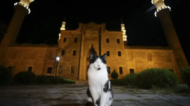 قطة مشردة في إسطنبول