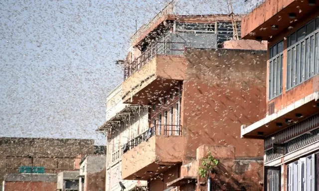 टिड्डी दल