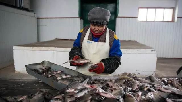 由于北咸海水位回升，阿拉尔斯克的渔业得以恢复。