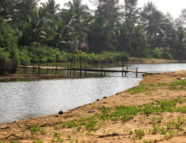 కాలువ పక్కన పచ్చని చెట్లు