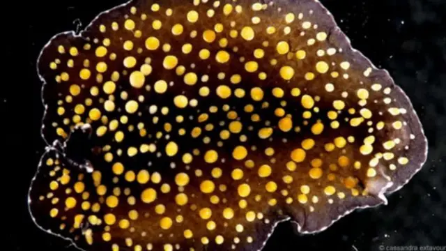 Tsutsa mai kamar faifai; tana da takashi da yawa