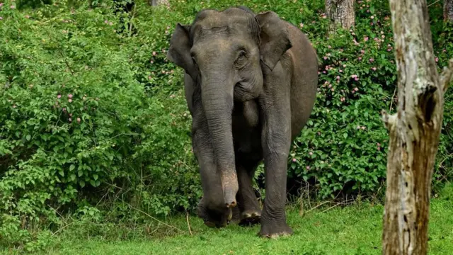 ‘யானை, சிறுத்தை, மற்றும் சில பறவைகள்’ - மசனக்குடி காடும், நீதிமன்ற தீர்ப்பும்