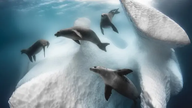 BigPicture Natural World Photography Competition