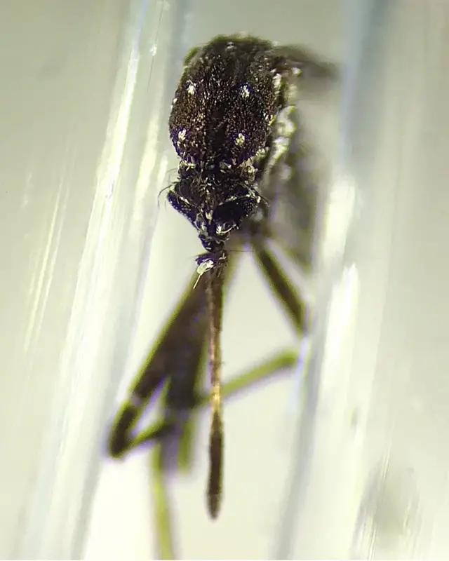 L'Aedes vittatus trouvé à Cuba, montré ici, n'a jamais été vu dans l'hémisphère occidental jusqu'à présent