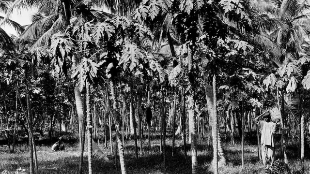 کراچی کے مشرق لگائے گیے پپایا اور ناریل کے درختوں کا منظر