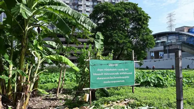 สวนกล้วย