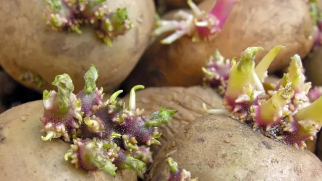 الخطر المميت للمأكولات الشائعة